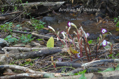 Christisonia tubulosa